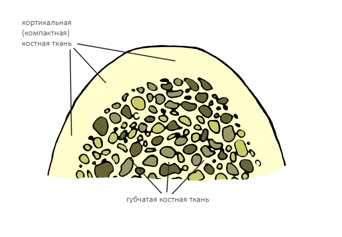 Кортикальная кость. Строение костной ткани челюсти. Строение костной ткани альвеолы. Структура костной ткани челюсти. Строение кости кортикальный слой.